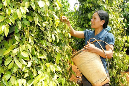 Harvest of pepper (Photo: SGGP) Harvest of pepper (Photo: SGGP)